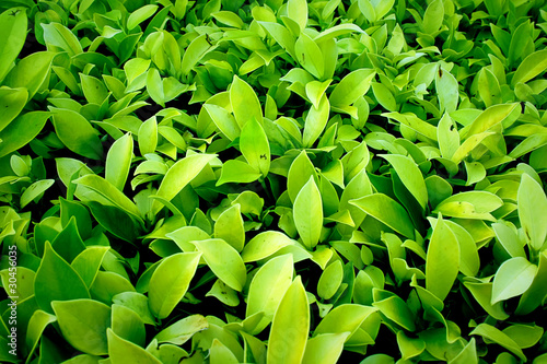 Lush green plant