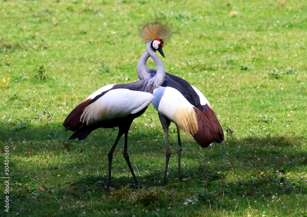 Fototapeta premium crowned crane