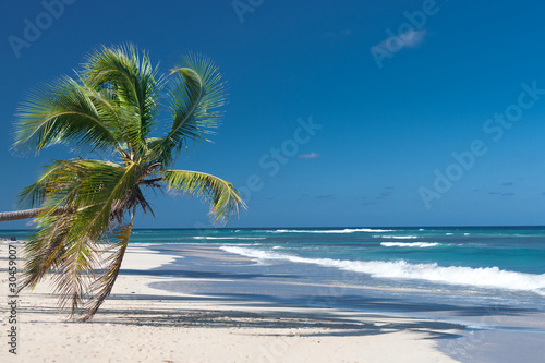 Cocotier et plage