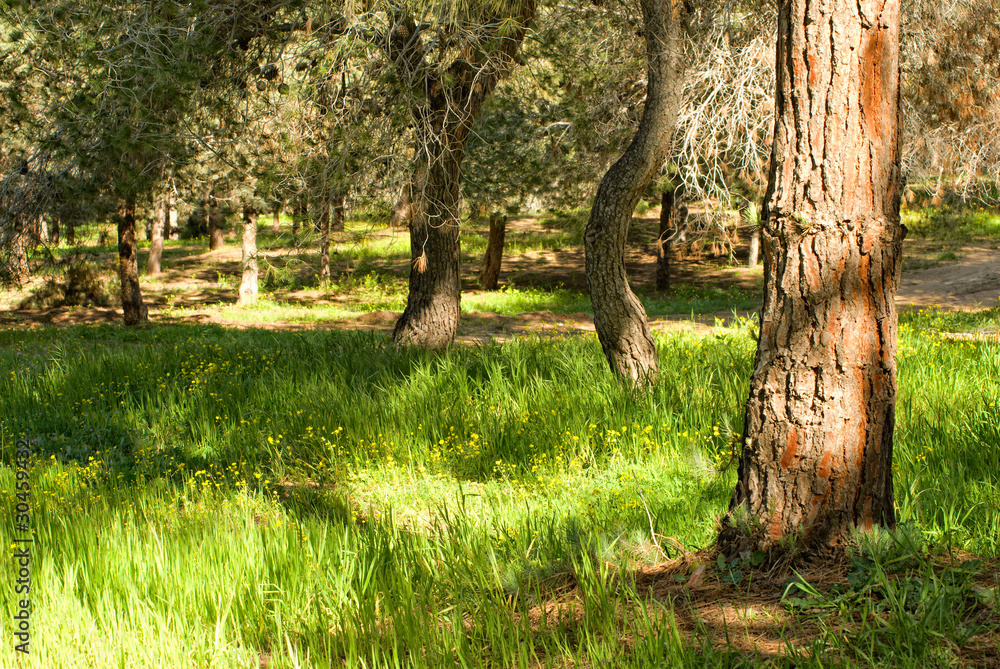 forest forest