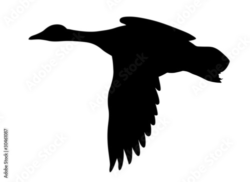 silhouette flying ducks on white background