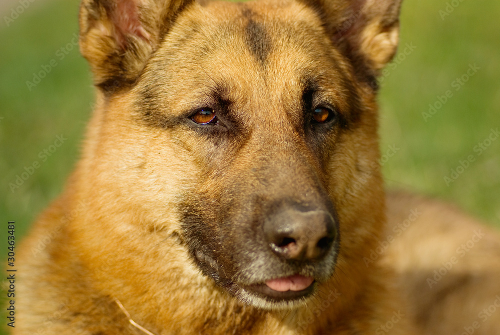 Portrait of a curious shepherd dog Portrait of a curious shepherd dog