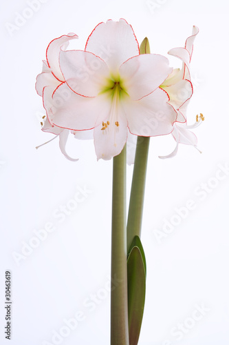 Fototapeta Naklejka Na Ścianę i Meble -  Amaryllis, Nahaufnahme