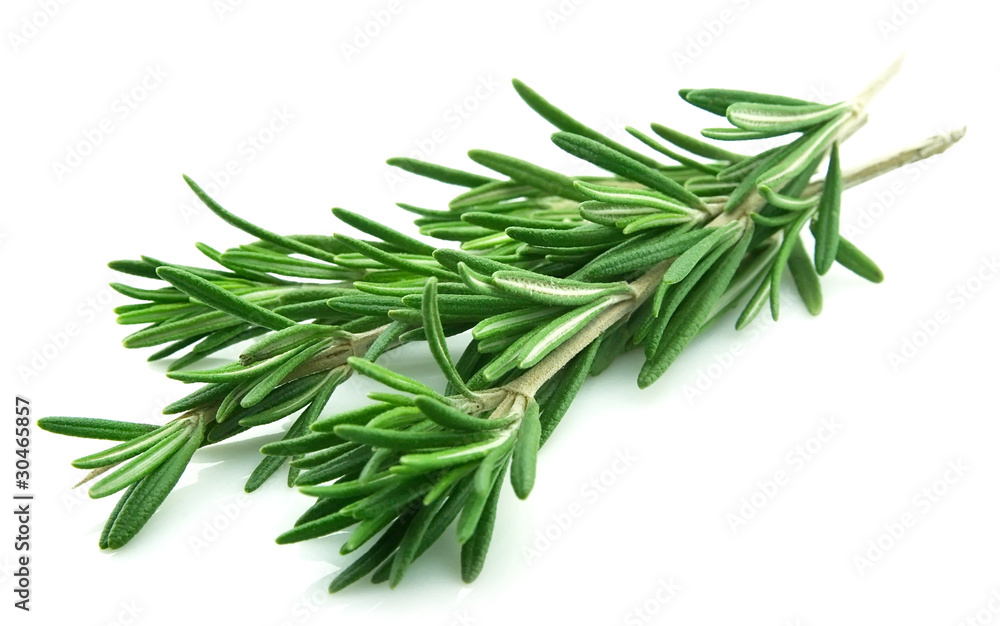 Twig of rosemary