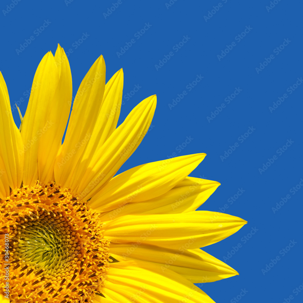 Fototapeta premium Sunflower blue sky
