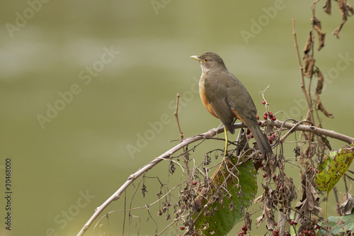 Rotbauch-Drossel - Turdus rufiventris photo