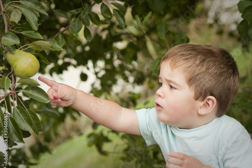 cute little boy picking fruit from tree