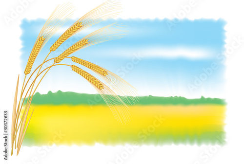 Rye ears and field. Vector illustration.