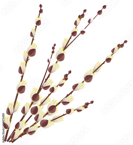 Pussy willow branches isolated on white background