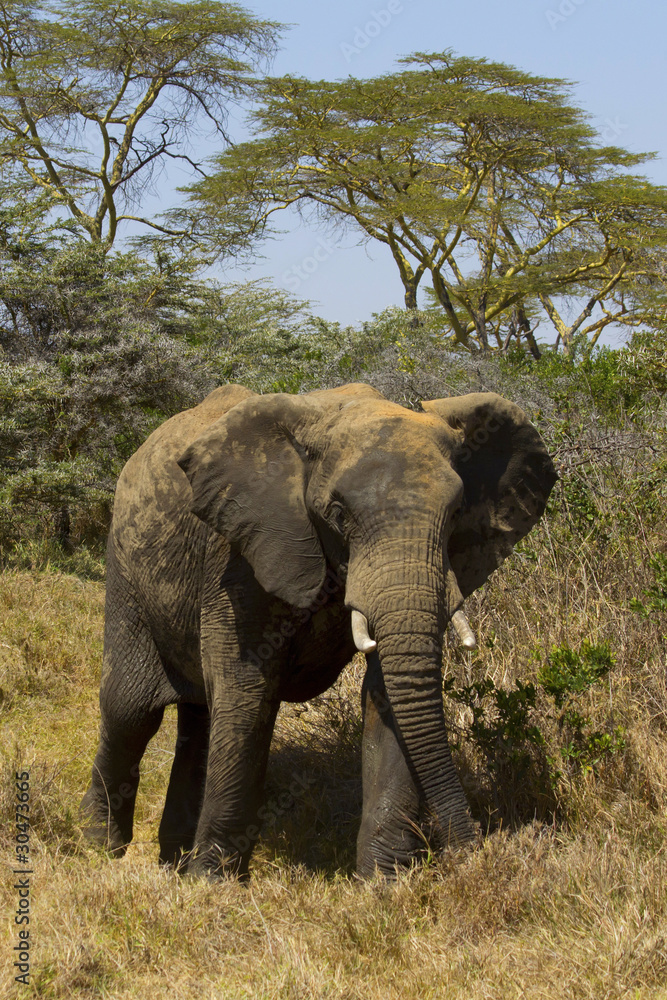 African Elephant