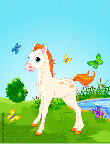 Horse foal  in the meadow