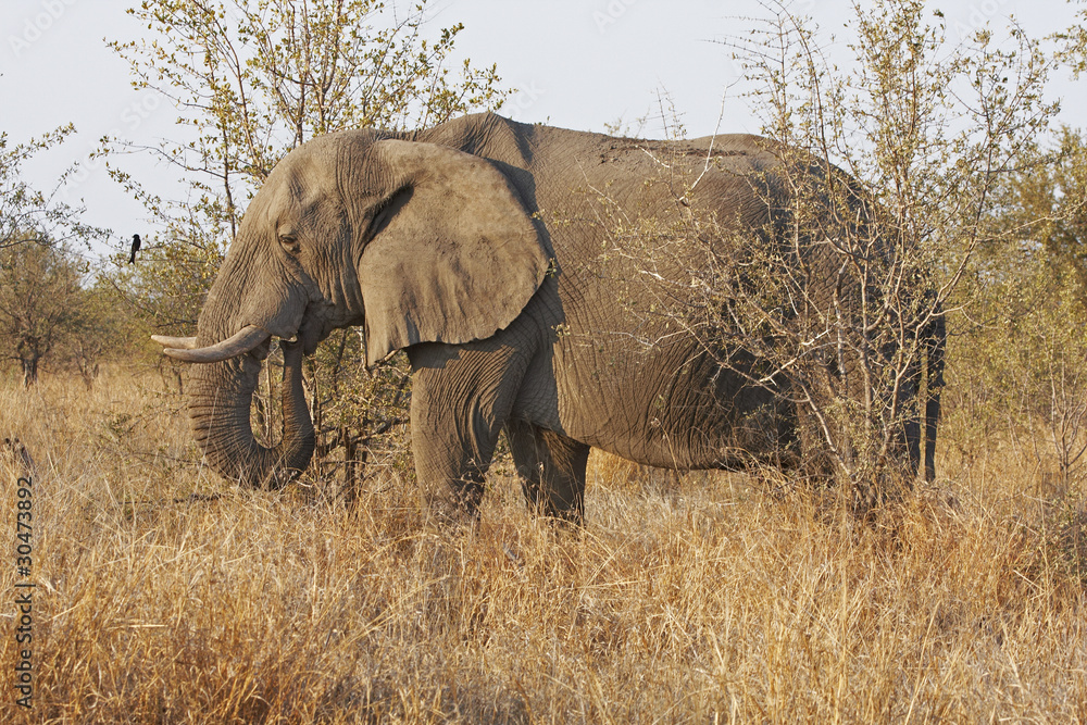 Fototapeta premium African elephant browsing in dry veldt