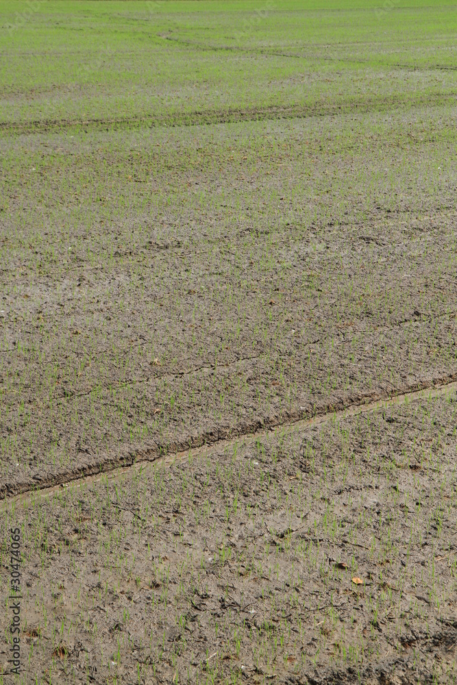 Cultivation for rice plant