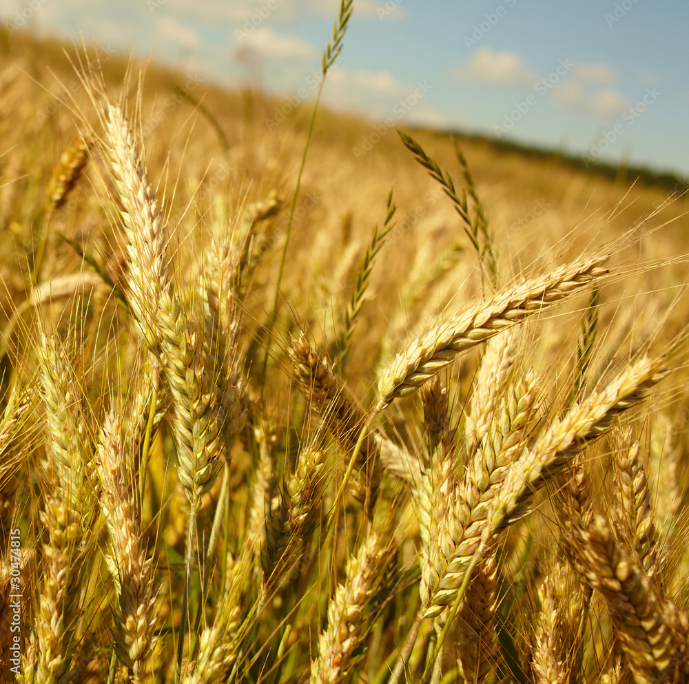 Golden wheat