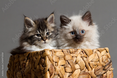 Zwei kleine Katzen im Korb photo