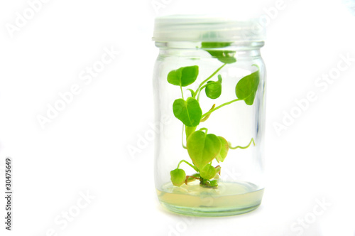Plant grow in bottle