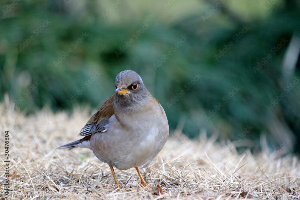 Obraz premium シロハラ