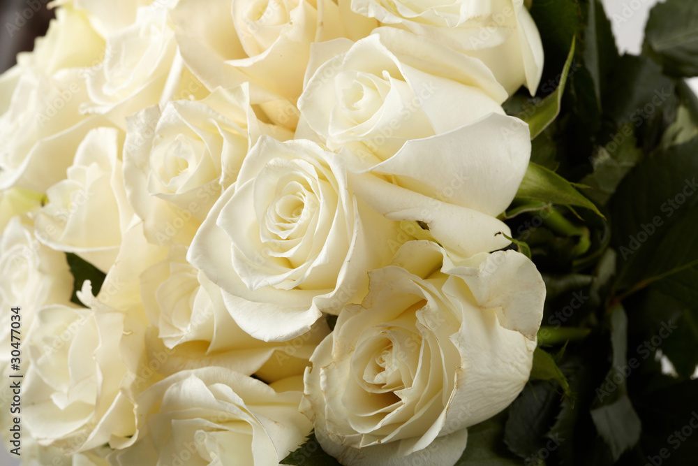 Obraz premium Kremowe róże