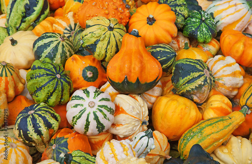 Colorful pumpkins