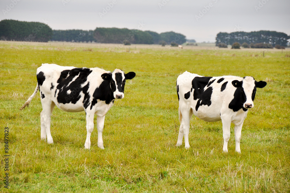 Calfs on pasture,  Australia