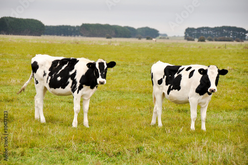 Calfs on pasture   Australia