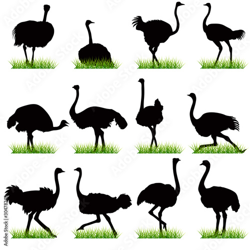 Ostrich silhouettes set