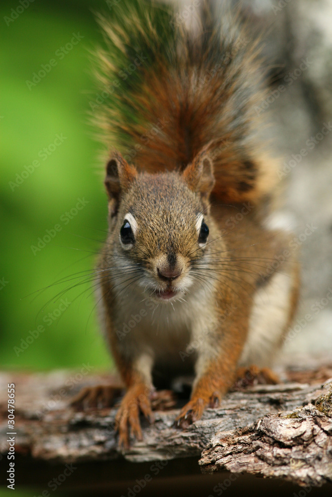 Red Squirrel (Tamiasciurus hudsonicus) - Ontario, Canada Red Squirrel (Tamiasciurus hudsonicus) - Ontario, Canada