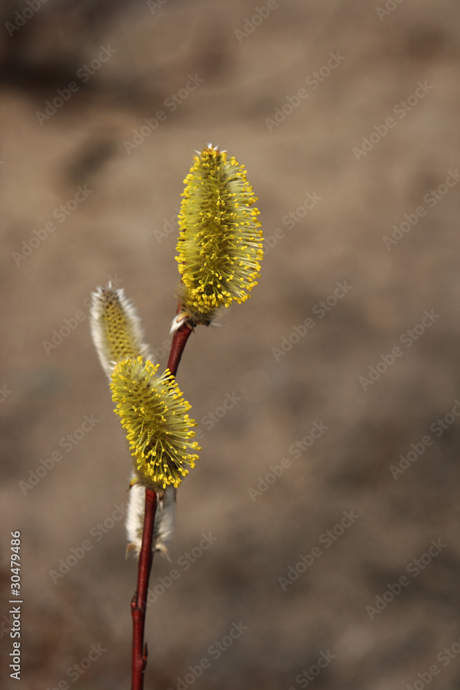 The dismissed yellow kidney of a plant The dismissed yellow kidney of a plant