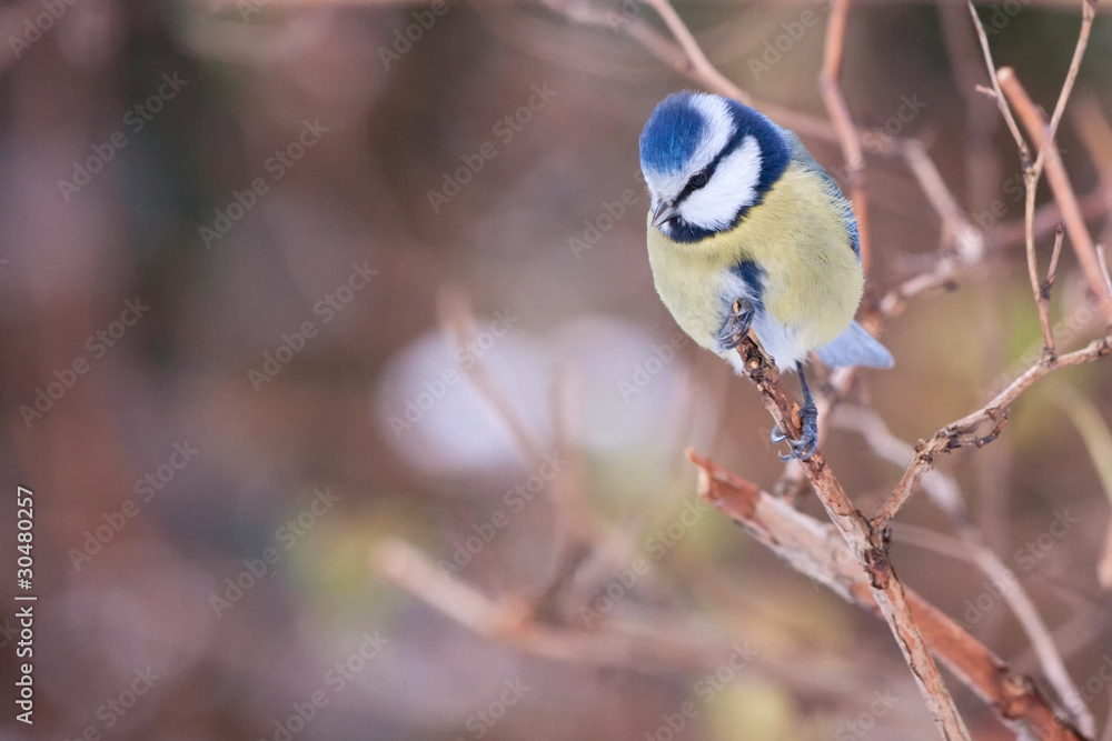 Obraz premium Chickadee on the branch in winter