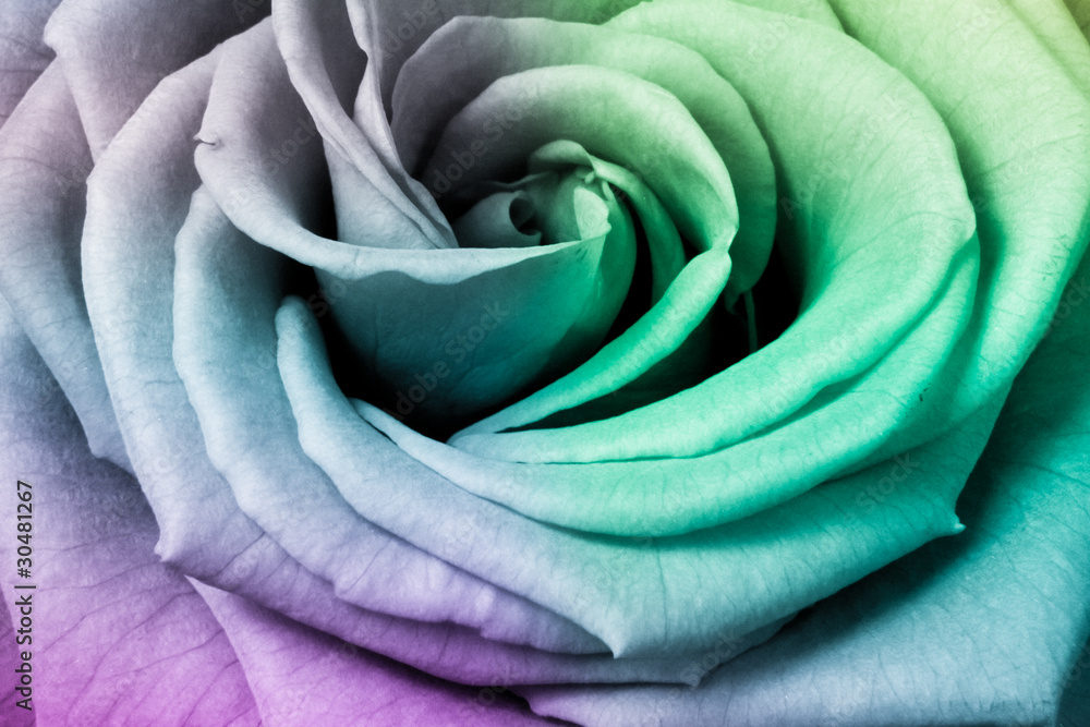 Fototapeta premium multicolor rose