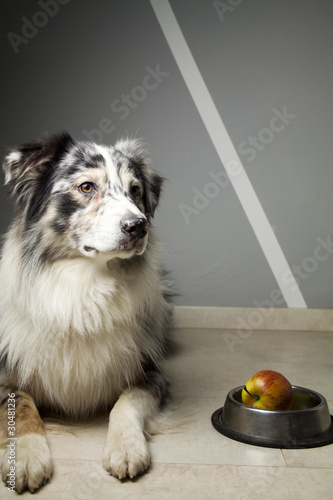 Blue Merl Australian Shepherd Hund Gesund ernähren