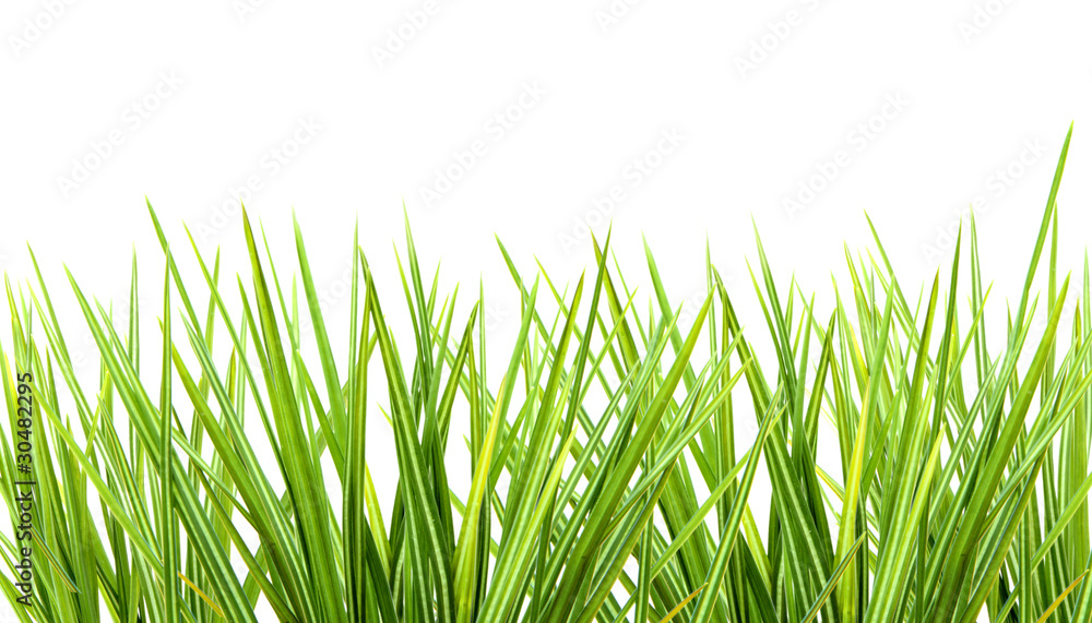 Bunch of grass on white background Bunch of grass on white background
