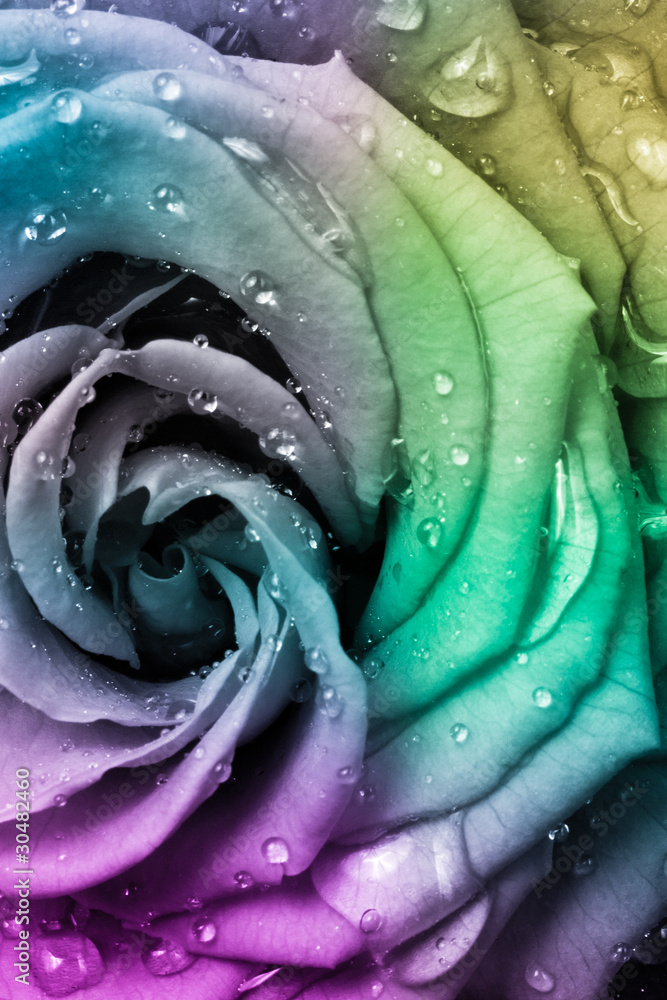 Obraz premium multicolor rose