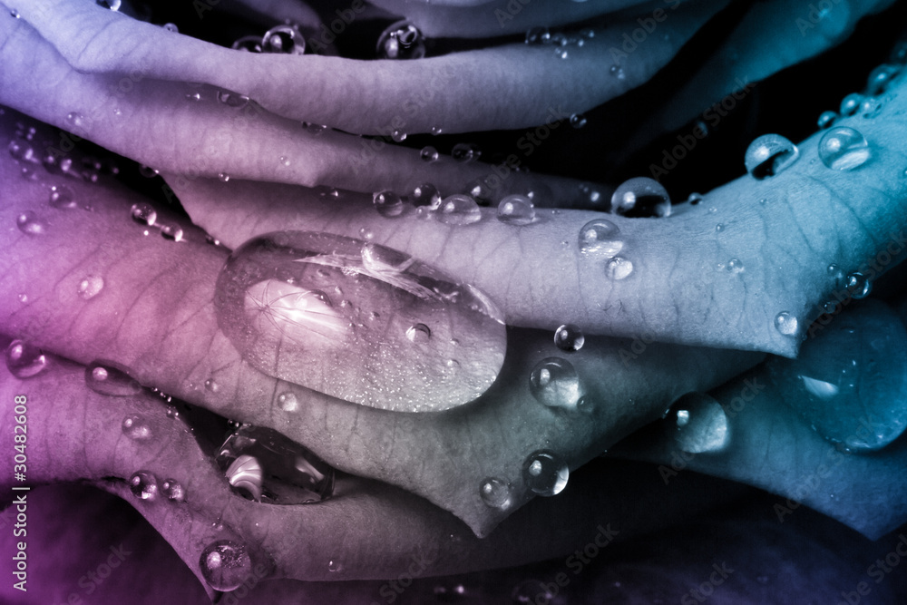 Fototapeta premium multicolor rose