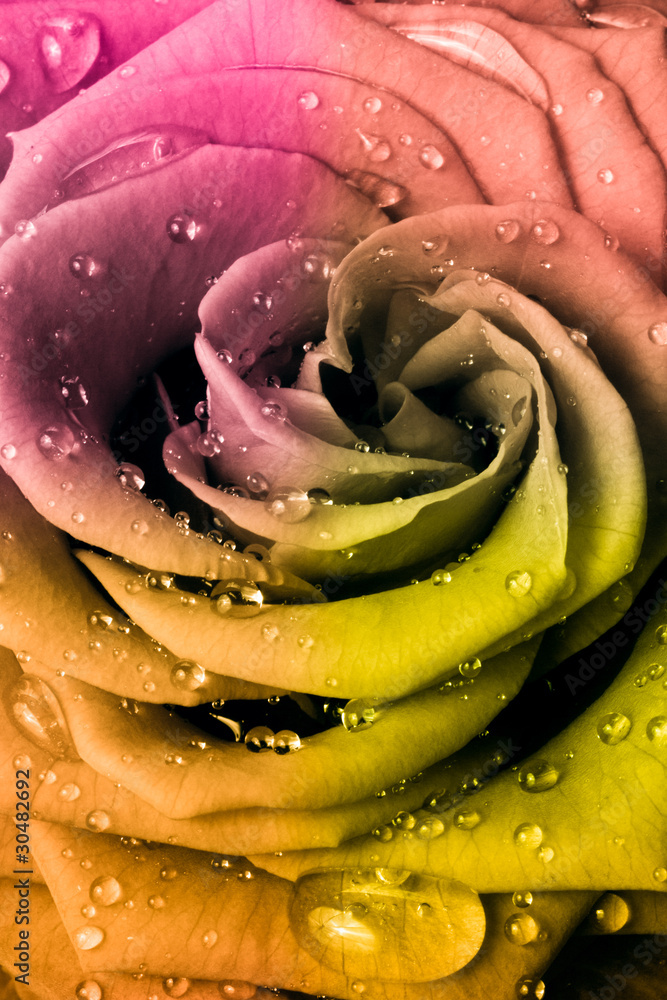 Obraz premium multicolor rose