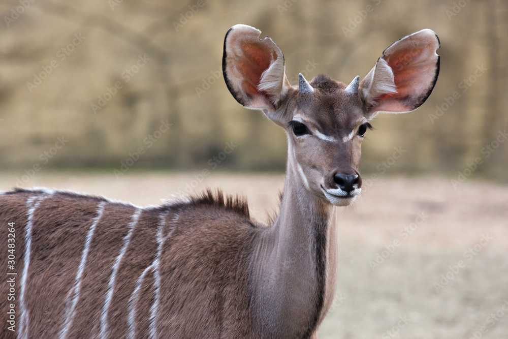 Fototapeta premium Kudu antelope