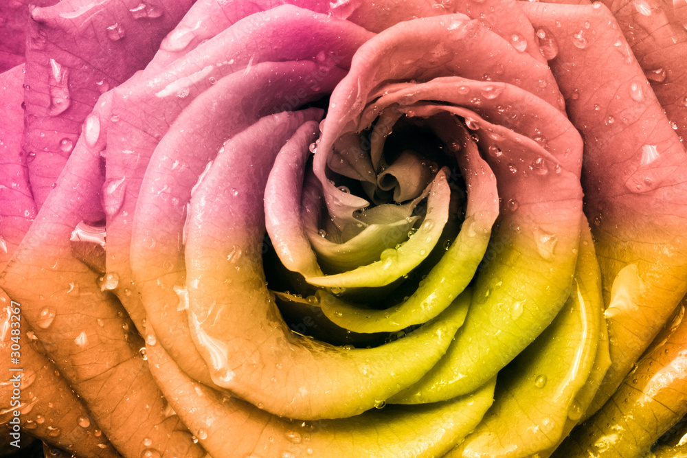 Fototapeta premium multicolor rose