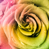 multicolor rose