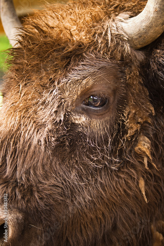 Wallpaper Mural bison eye Torontodigital.ca