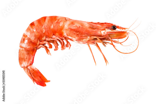 tiger shrimp isolated on white