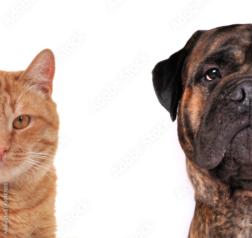 Cat and Dog  half face muzzle  looking at camera