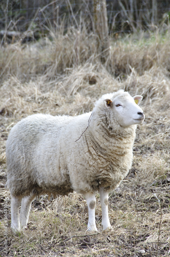 Mouton Mouton