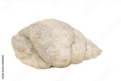 fossil sea shell, bourguetia