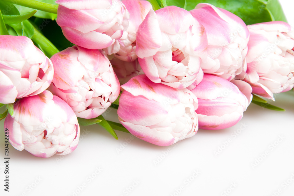 Fototapeta premium pink tulips
