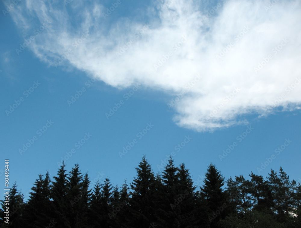 Light clouds above the spruce forest. Backlight