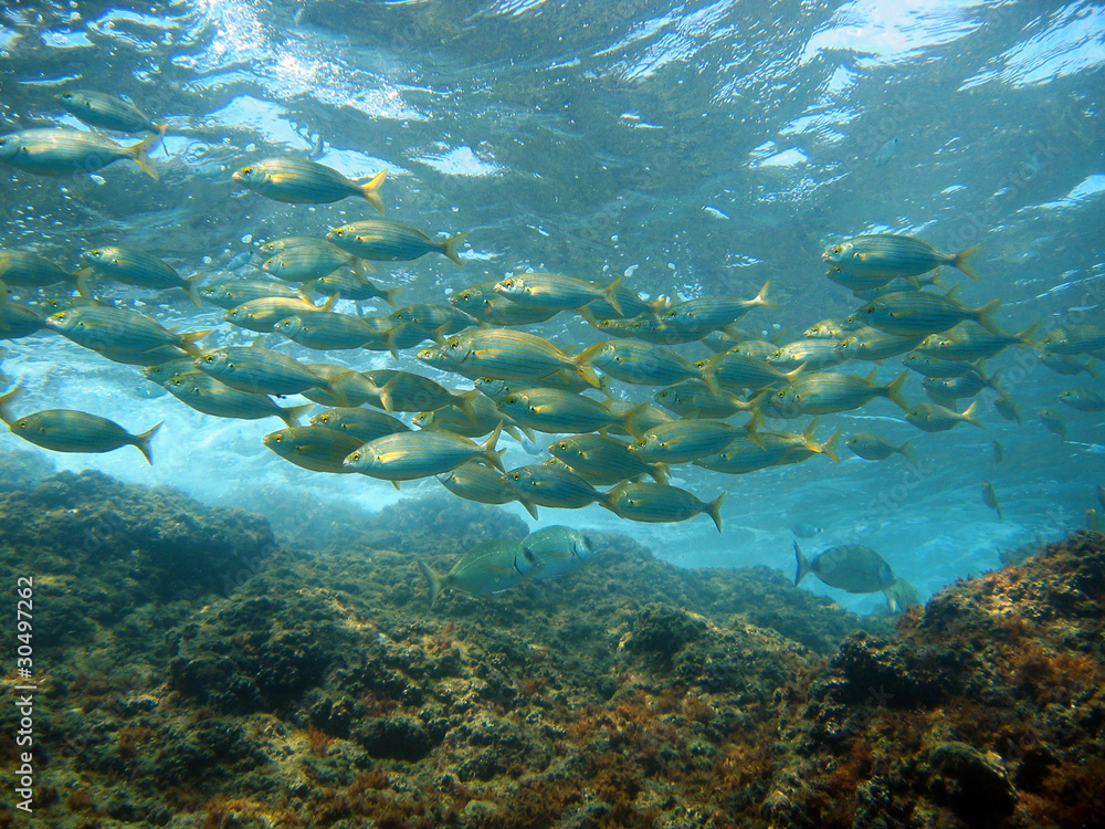 Fototapeta premium Shoal of fish Salema porgy, near water surface, Mediterranean sea, France