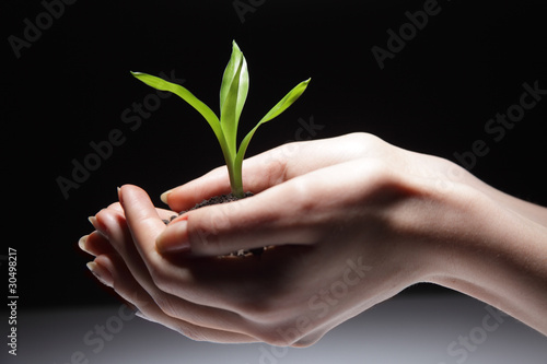 green sprout in woman hand