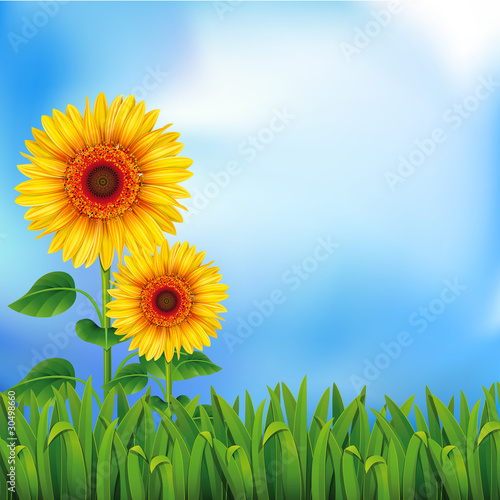 Background with sunflowers
