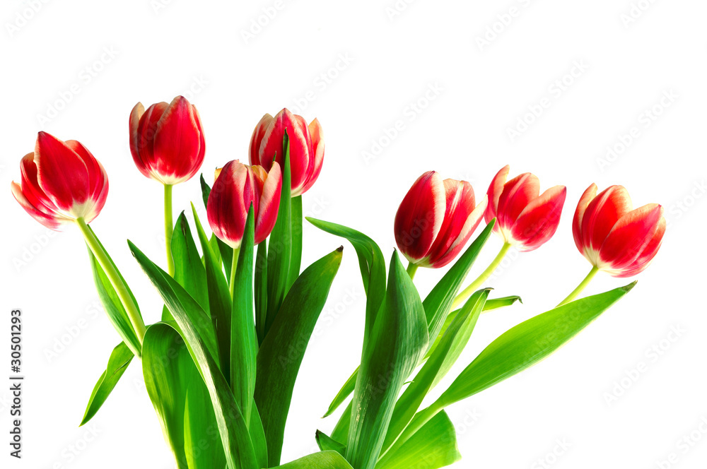 Tulpen Tulpen