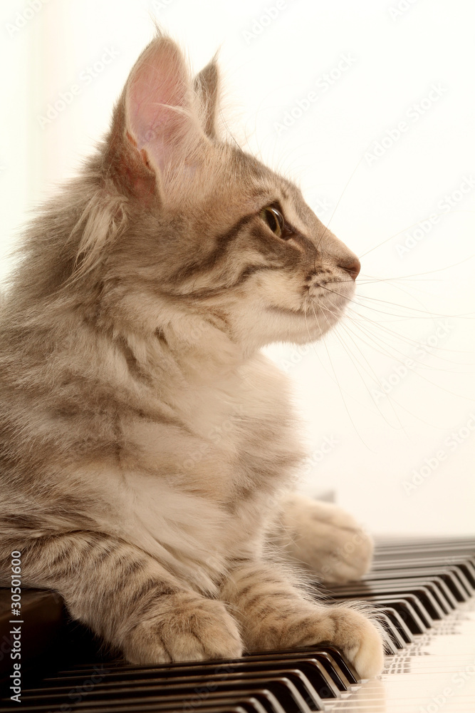 Tete De Profil Du Chat Installe Sur Le Clavier Du Piano Stock Photo Adobe Stock